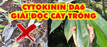 Cytokinin DA6 siêu giải độc cây trồng: Thuốc BVTV (thuốc cỏ, phân bón...)