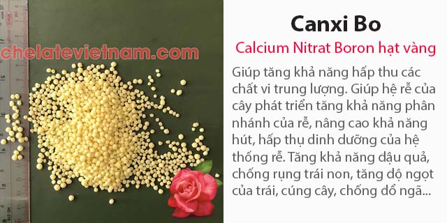 Bán Phân bón Canxi Bo (Calcium Nitrat Boron) hạt vàng