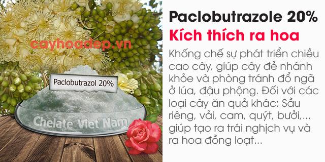 Bán  Paclobutrazol 20% WP (Ức chế sinh trưởng, kích thích ra hoa)