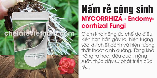 Bán Nấm rễ cộng sinh (MYCORRHIZA - Endomycorrhizal Fungi)