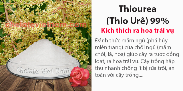 Bán Thiourea (Thio Urê) 99% ra hoa trái vụ