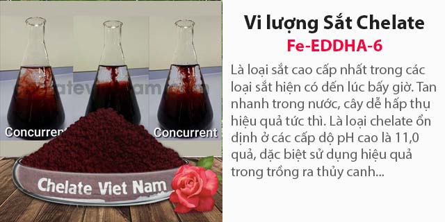 Bán Vi lượng Sắt Chelate (Fe-EDDHA-6)