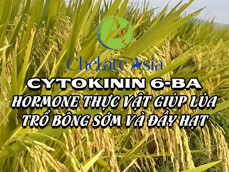 Cytokinin 6-BA: Hormone thực vật giúp lúa trổ bông sớm và đầy hạt