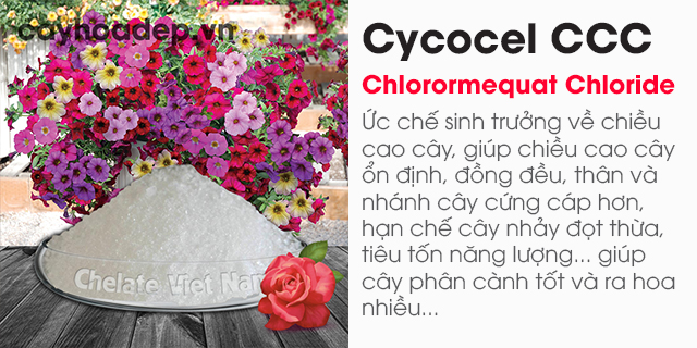 Bán Chlormequat clorua, Cycocel CCC 98% (Ức chế sinh trưởng, tạo dáng hoàn hảo)