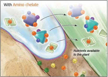 Với các khoáng Amino chelate luôn luôn trong tình trạng sẵn sàng để cây trồng hấp thụ.