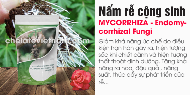 Bán Nấm rễ cộng sinh (MYCORRHIZA - Endomycorrhizal Fungi)