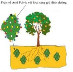 Phân tử Acid Fulvic có khả năng giữ chất dinh dưỡng