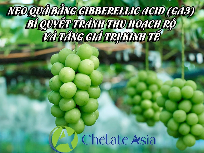 Neo quả bằng Gibberellic Acid (GA3): bí quyết tránh thu hoạch rộ và tăng giá trị kinh tế