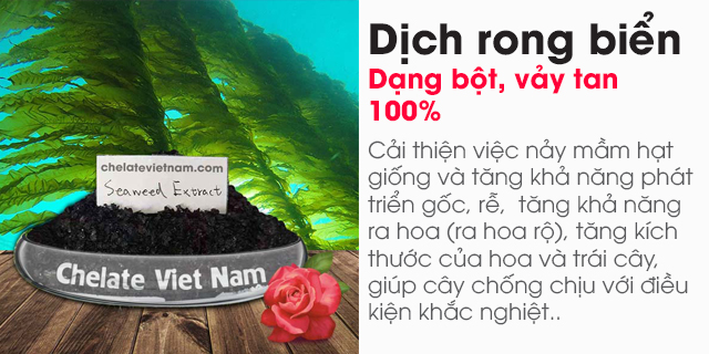 Bán Bột rong biển (Seaweed extract powder) dạng bột, vảy tan 100%