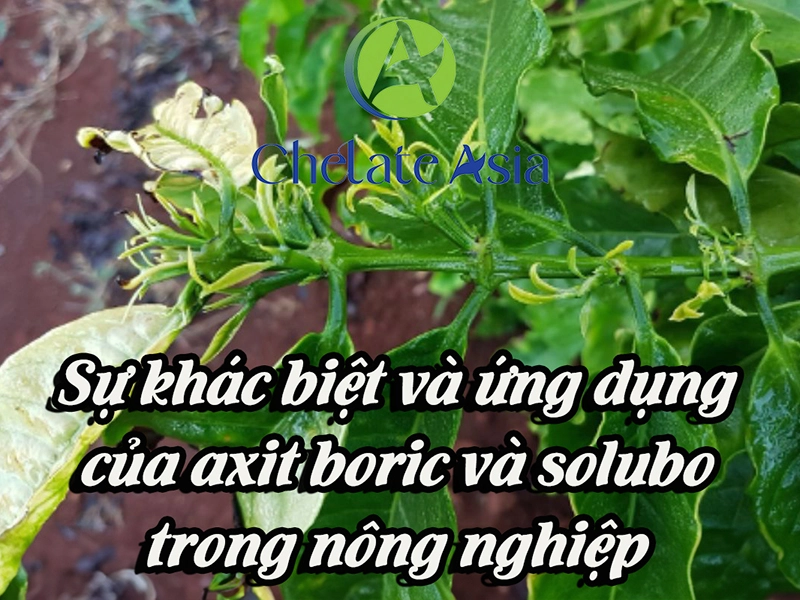 Sự khác biệt và ứng dụng của axit boric và solubo trong nông nghiệp