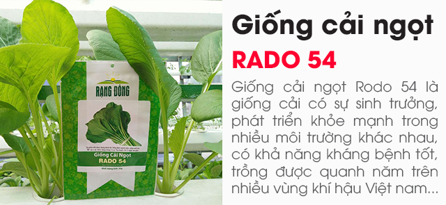 Bán giống cải ngọt Rado 54