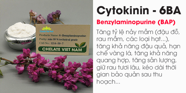 Bán Cytokinin - 6BA 99% (Siêu kích chồi, bật búp) Hormone 6-BAP