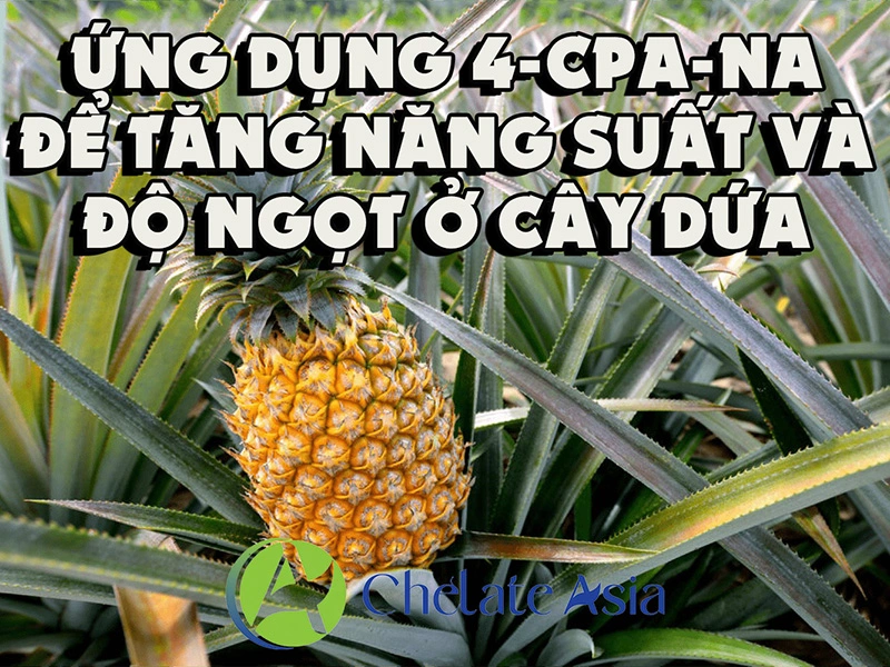 Ứng dụng 4-cpa-na để tăng năng suất và độ ngọt ở cây dứa