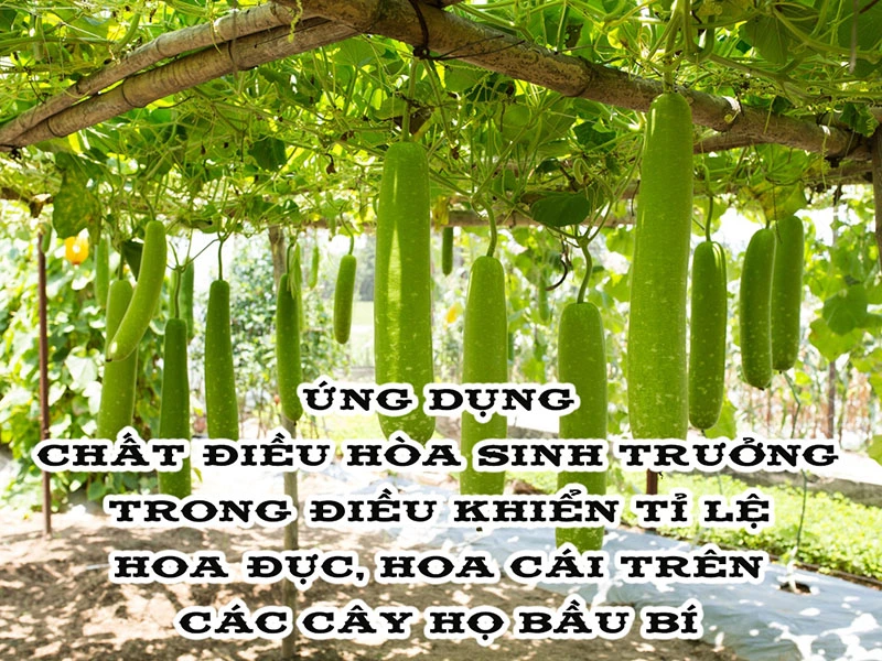 Ứng dụng chất điều hòa sinh trưởng trong điều khiển tỷ lệ hoa đực, hoa cái trên các cây họ bầu, bí