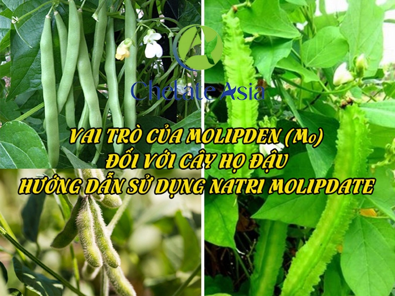 Vai trò của molypden (mo) đối với cây họ đậu và hướng dẫn sử dụng natri molipdate