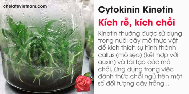 bán Cytokinin Kinetin 99% (Kích rễ, kích chồi trong nuôi cấy mô...)