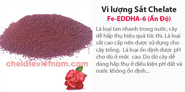 Bán Vi lượng Sắt Chelate (Fe-EDTA-13) tan hoàn toàn trong nước