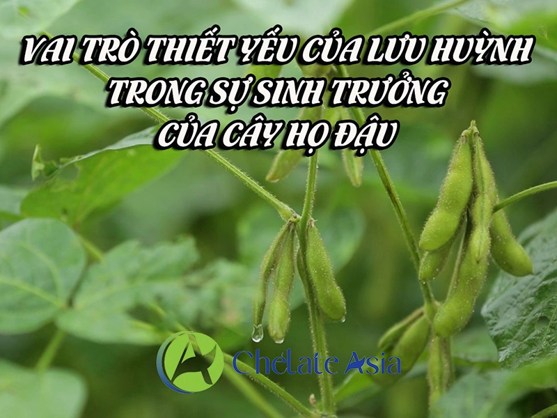 Vai trò thiết yếu của lưu huỳnh trong sự sinh trưởng của cây họ đậu