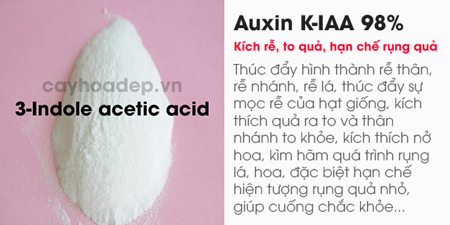 Bán Auxin K-IAA 98% (Potassium 3-Indole acetic acid) tan trong nước