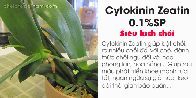 Bán Cytokinin Zeatin 0.1%SP (Siêu kích chồi)