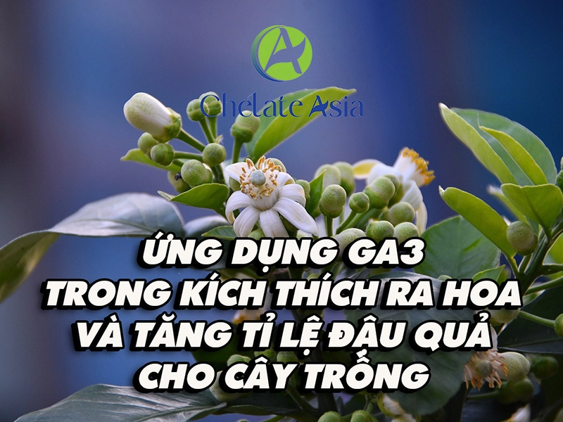 Ứng dụng GA3 trong kích thích ra hoa và tăng tỉ lệ đậu quả cho cây trồng