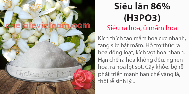 Bán Siêu Lân 86% (H3PO3) Siêu ra hoa, ủ mầm hoa