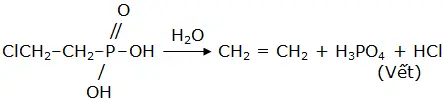 Cơ chế phóng thích Etylen từ Ethephon