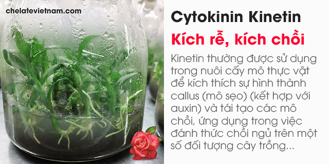 Bán Cytokinin Kinetin 99% (Kích rễ, kích chồi trong nuôi cấy mô...)