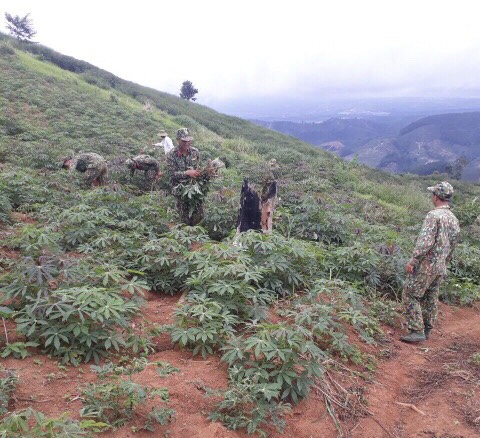 kon tum: giong san ho tro bi nhiem benh, dan ngheo them khon don hinh anh 2