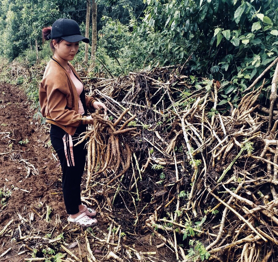 kon tum: giong san ho tro bi nhiem benh, dan ngheo them khon don hinh anh 3