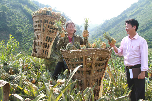 lao cai: trong chuoi tieu, trong qua tram mat nha nong lam giau hinh anh 3