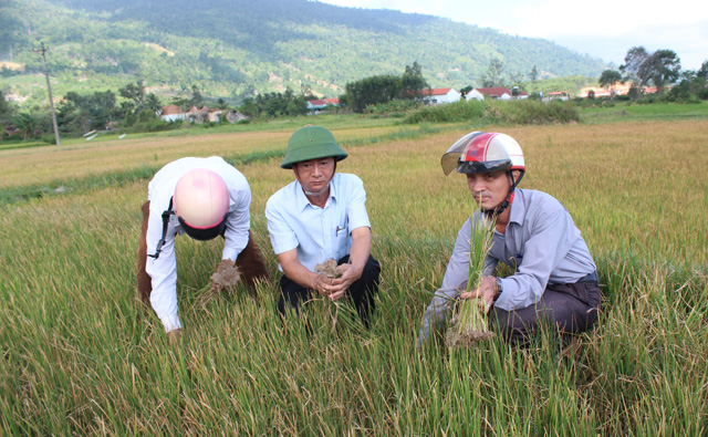 chuyen la dak lak: noi lu kinh hoang, noi 1.000 ha cay trong 