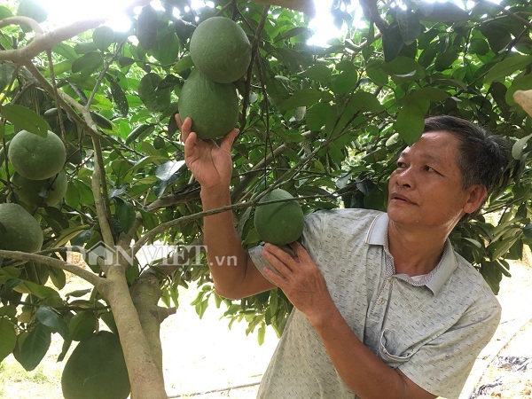 nong dan tan lac co nguon thu lon tu loai buoi do ngon nuc tieng hinh anh 5