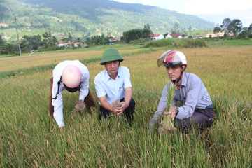 Chuyện lạ Đắk Lắk: Nơi lũ kinh hoàng, nơi 1.000 ha cây trồng ″khát nước″