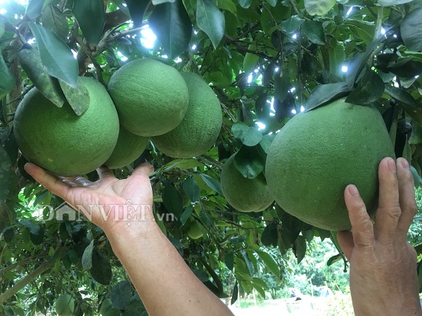 nong dan tan lac co nguon thu lon tu loai buoi do ngon nuc tieng hinh anh 2