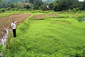 Lào Cai: Ruộng bỏ hoang, nông dân “còng lưng” nuôi…doanh nghiệp