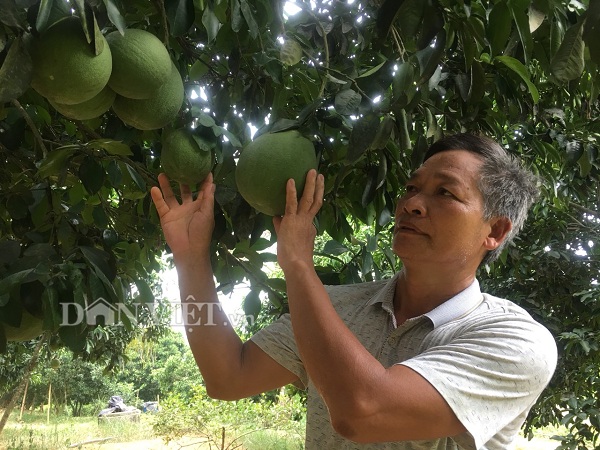 nong dan tan lac co nguon thu lon tu loai buoi do ngon nuc tieng hinh anh 1