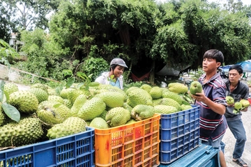 Giá mãng cầu xiêm tăng gấp đôi, nhà vườn lãi lớn