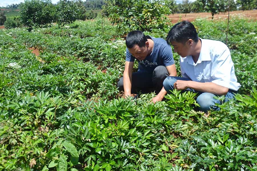 trai pho nui trong giong sam toan la, cu 1ha lai rong 150-200 trieu hinh anh 1