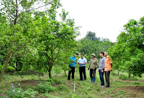 phuc ninh: vung que noi nhung vuon cay trai xanh ngut tam mat hinh anh 1