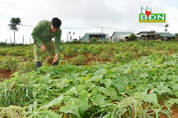 Vùng đất dưa chuột ra trái to, có trái nặng 2,5kg, ăn mát ruột