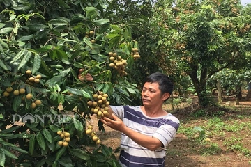 Thăm vườn nhãn đặc sản, quả sai trĩu cành, ăn ngọt lịm ở Sơn La