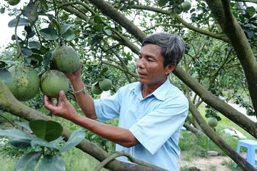 Phục tài ông Chiến: Trồng 3ha bưởi da xanh thuần chủng lời 2 tỷ/năm