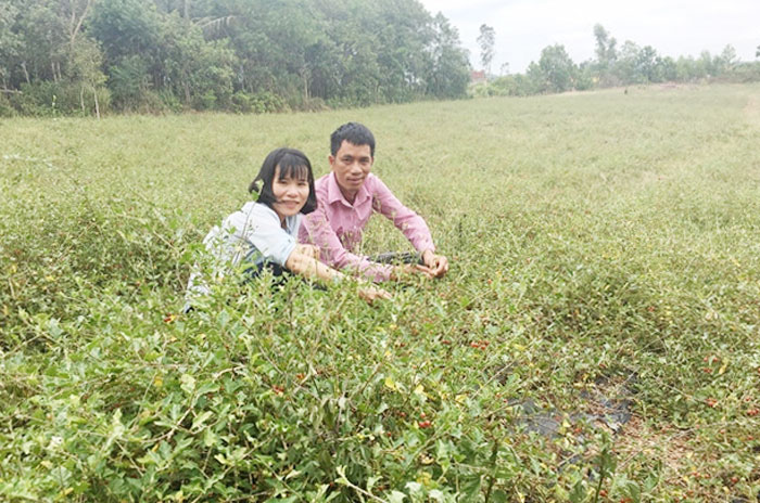 quang binh: bo viec nha nuoc, phu the ve que trong cay dai day gai hinh anh 1