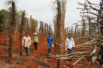 Diện tích hồ tiêu tăng ″nóng″ 400%, giá lao dốc, tỉ phú cũng lâm nợ