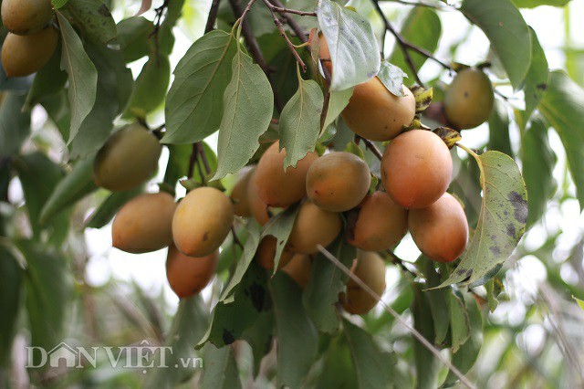 hong gion da lat dau mua gia cao, tang 5.000 dong/kg hinh anh 4