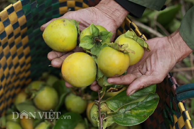 hong gion da lat dau mua gia cao, tang 5.000 dong/kg hinh anh 2