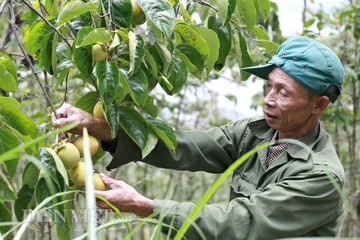 Hồng giòn Đà Lạt đầu mùa giá cao, tăng 5.000 đồng/kg