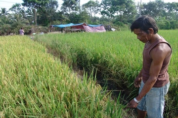 TP.HCM: Ruộng lúa, vườn mai bị bức tử bởi nguồn nước đen ″bí hiểm″