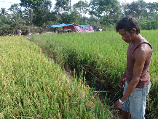 tp.hcm: ruong lua, vuon mai bi buc tu boi nguon nuoc den 